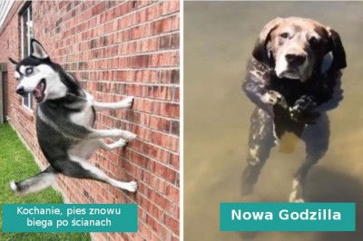 18 psów, u których wykryto poważne błędy w oprogramowaniu 