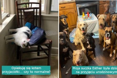 15 zabawnych tweetów pokazujących uroki życia z kotami i psami