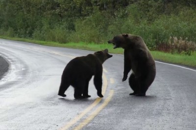 Codzienna porcja ciekawych i zabawnych filmików #522