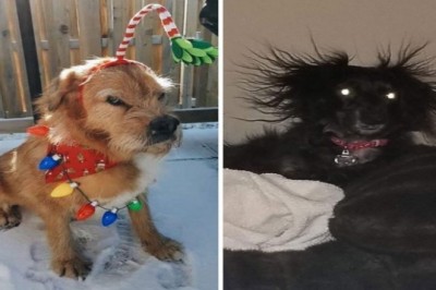 17 właścicieli, którzy uchwycili swoje psy w najbardziej niekorzystnym momencie 