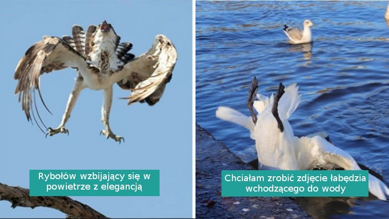 17 zdjęć ptaków, które okazały się komicznymi porażkami