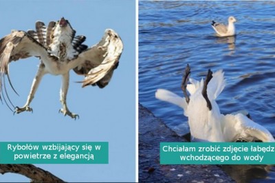 17 zdjęć ptaków, które okazały się komicznymi porażkami