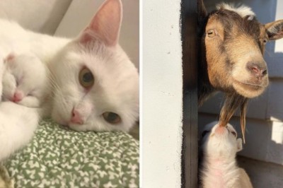 18 zdjęć pokazujących, że matczyna miłość to jest najpiękniejsze uczucie