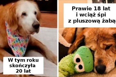 20 zdjęć starszych piesków, które wraz z wiekiem stały się jeszcze bardziej urocze