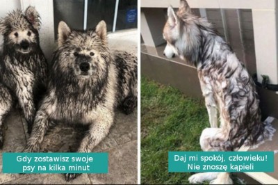 17 zabawnych zdjęć psów, które powinny poprawić twój nastrój