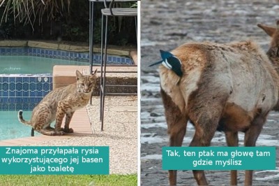 16 nieudanych zdjęć dzikiej przyrody z gatunku „tak złe, że aż dobre”