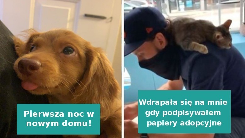 20 zdjęć bezdomnych zwierząt, które znalazły nowy dom i radość