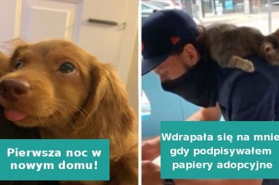 20 zdjęć bezdomnych zwierząt, które znalazły nowy dom i radość 