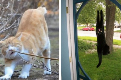 20 kotów, które  postanowiły zachowywać się „trochę inaczej” niż normalnie 