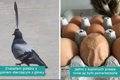 Galeria pozornie zwykłych zdjęć na których uchwycone naprawdę dziwne sytuacje