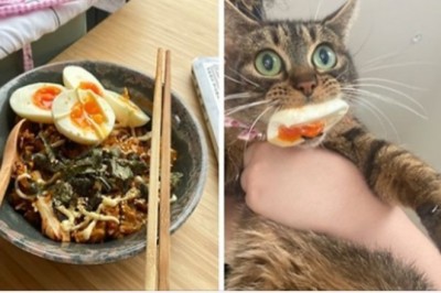 20 czworonożnych złodziei jedzenia, których przyłapano na gorącym uczynku