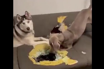 Kiedy dobre psy chcą uratować swojego kolegę kota 