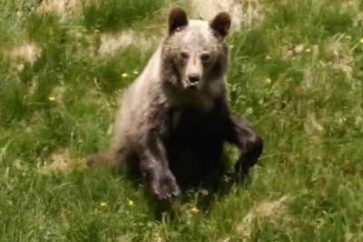 Nagrał jak niedźwiedź na niego ruszył. Groźna sytuacja w Tatrach