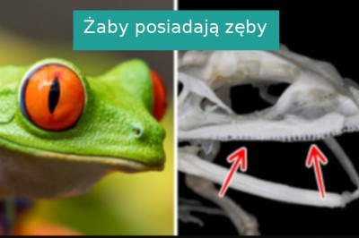 10 faktów, które sprawiły, że zwątpiliśmy w naszą wiedzę o świecie
