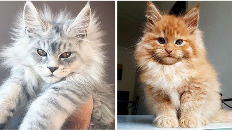 20 słodkich kociaków Maine Coon, które wyrosną na prawdziwe olbrzymy