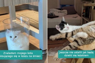 Ci szczęściarze zapomnieli co to  nuda, odkąd w ich życiu pojawił się kot