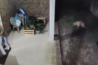 Typ kontra niedźwiedź na podwórku. Ochronił swoją rodzinę 