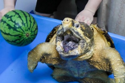 Codzienna porcja ciekawych i zabawnych filmików #568