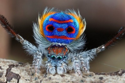 Codzienna porcja ciekawych i zabawnych filmików #574