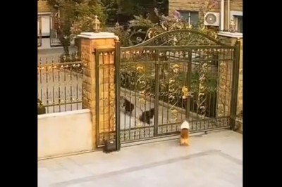 Akcja tak szybka, że ziomek nie ogarnął po czyjej jest stronie