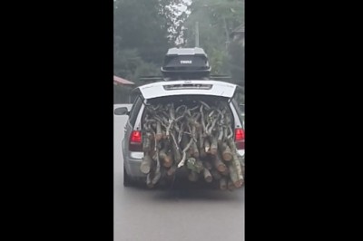 Golf kombi do pełna załadowany gałęziami. Przygotowania do zimy?