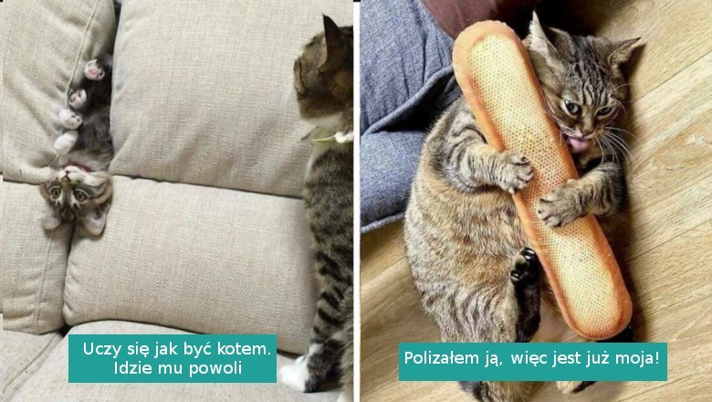 16 niesfornych kociaków przyłapanych przez swoich właścicieli