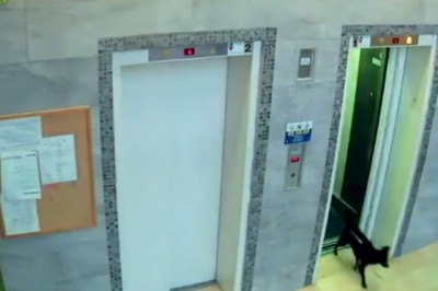 Policjant ratuje psa, którego smycz zatrzasnęły drzwi windy