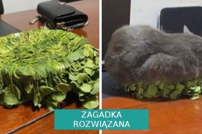 17 nietypowych zdjęć kotów, które udowadniają, że te zwierzęta rządzą w domu