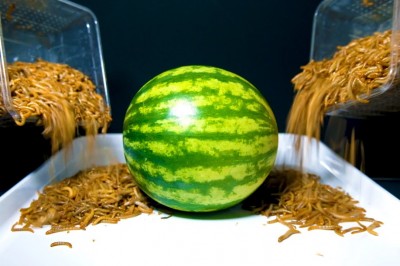 Codzienna porcja ciekawych i zabawnych filmików #586