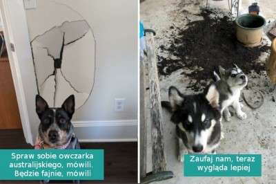 16 „niewinnych” psów przyłapanych na gorącym uczynku przez właścicieli