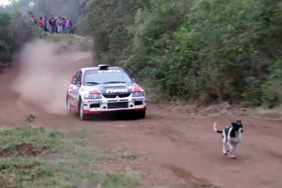 Pies kaskader z wizytą na trasie rajdu samochodowego 