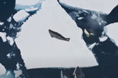 Codzienna porcja ciekawych i zabawnych filmików #592