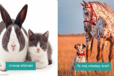 18 uroczych zwierząt, które odnalazły siostry i braci wśród innych gatunków