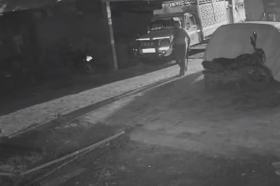 Facet z kijem kontra lew. Gdy Twoja krowa potrzebuje pomocy