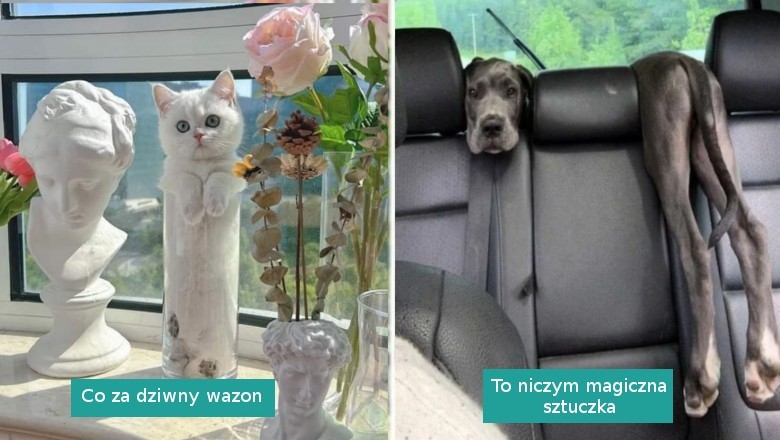 18 uroczych zwierzaków, które wpasują się dosłownie wszędzie