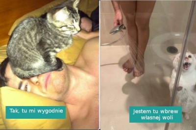 20 zdjęć kotów z których jednocześnie emanuje chaos i miłość