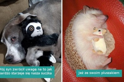 18 słodkich zwierzaków, które nie rozstają się ze swoimi ulubionymi zabawkami