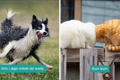 Zobacz najlepsze zdjęcia zwierzaków w konkursie 2022 Comedy Pet Photo Awards