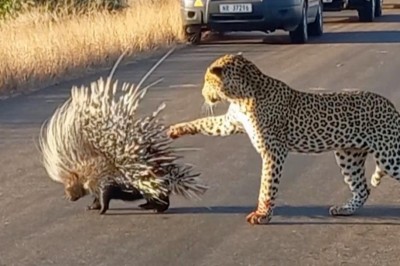 Codzienna porcja ciekawych i zabawnych filmików #600