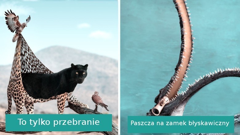 Artysta dzięki swojej wyobraźni pokazuje co robią zwierzęta, kiedy ich nie widzimy
