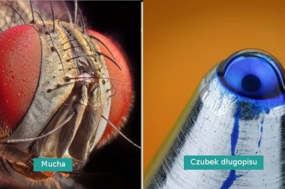 20 zdjęć pokazujących, że zwykłe rzeczy wyglądają zupełnie inaczej w przybliżeniu