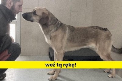 Codzienna porcja ciekawych i zabawnych filmików #604