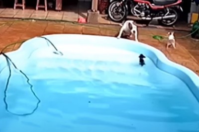 Pitbull ratuje 3 miesięcznego szczeniaka, który wpadł do basenu 