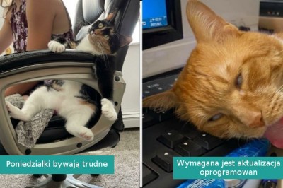 Galeria zdjęć z serii „Co jest nie tak z twoim kotem?”