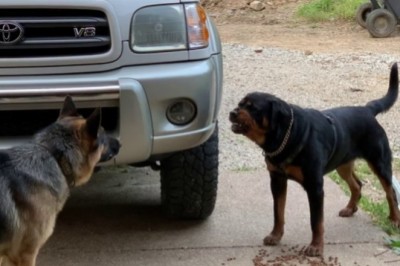 Codzienna porcja ciekawych i zabawnych filmików #616