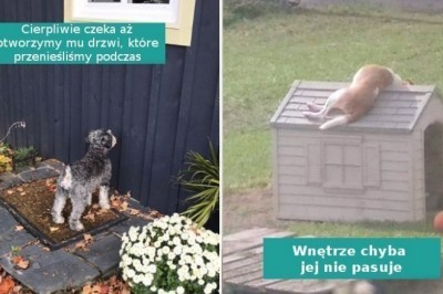 16 zwierzaków, które swoim zachowaniem rozbawiły właścicieli do łez