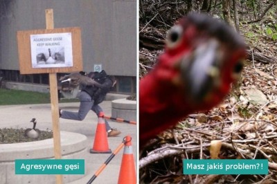 17 bardzo nietypowych zdjęć dzikiej przyrody, które dostarczyły nam sporo śmiechu