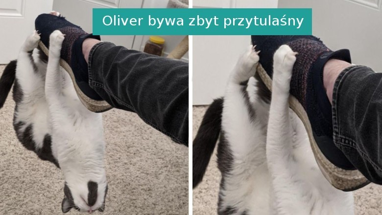20 sytuacji, w których zwierzaki rozbawiły swoich właścicieli do łez