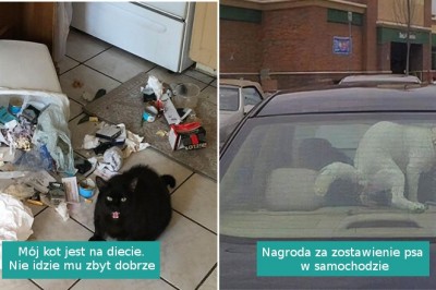 16 mściwych zwierząt, które pokazały, że nie warto z nimi zadzierać