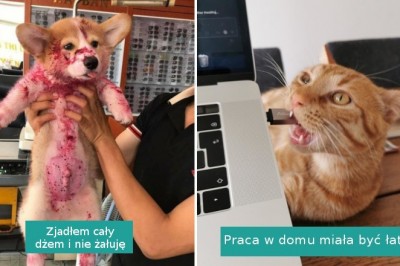 Zdjęcia zadowolonych z siebie zwierzaków, które zostały przyłapane na gorącym uczynku